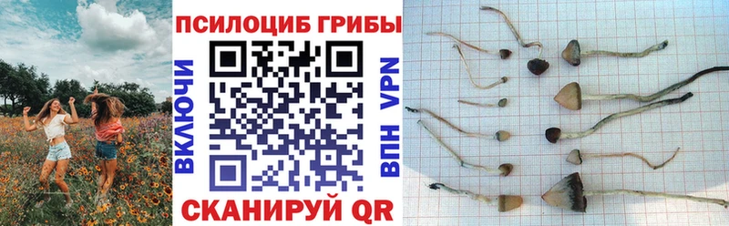 Псилоцибиновые грибы мухоморы  купить закладку  blacksprut маркетплейс  Ладушкин 